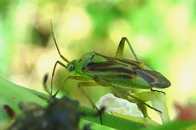 Closterotomus norwegicus (ex sbsp. vittiger)